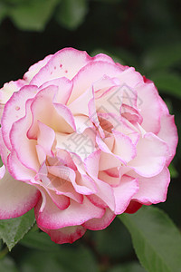 在花园中美丽的玫瑰树叶红色粉色白色园艺绿色植物花粉图片
