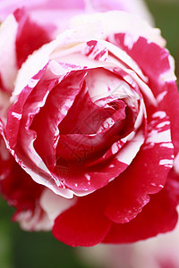 在花园中美丽的玫瑰红色绿色花粉白色粉色树叶植物园艺图片