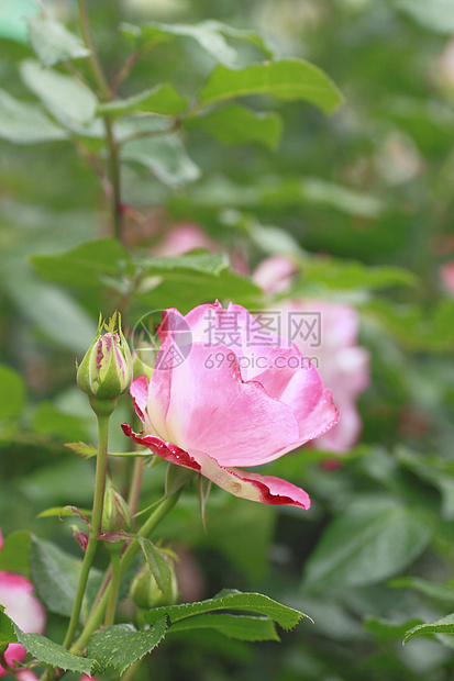 在花园中美丽的玫瑰花粉植物绿色白色红色粉色树叶亲王园艺图片