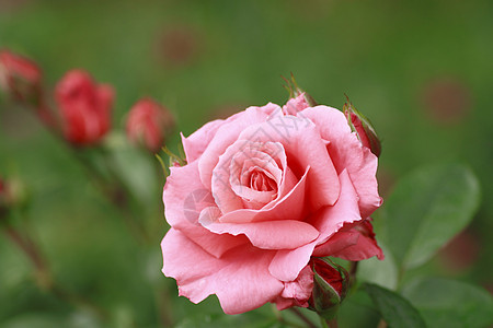在花园中美丽的玫瑰植物树叶绿色园艺花粉红色背景图片