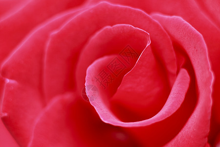 在花园中美丽的玫瑰红色绿色园艺花粉树叶植物图片