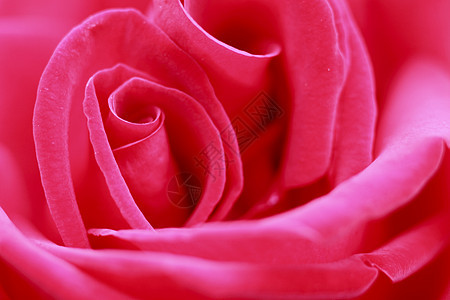 在花园中美丽的玫瑰绿色红色植物树叶花粉园艺图片