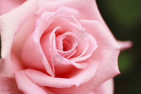 在花园中美丽的玫瑰红色花粉绿色树叶粉色植物园艺图片