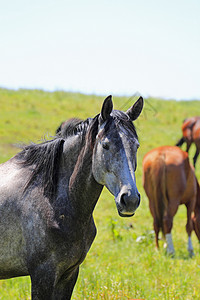 马和马野生动物天空板栗动物群绿色植物黑色野兽牧场植物群哺乳动物图片