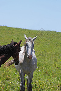 马和马训练野生动物天空牧场场地良种绿色植物哺乳动物农场板栗图片