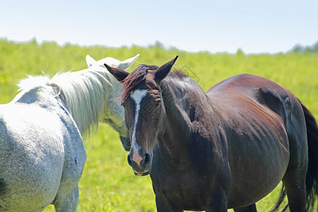 马和马植物群棕色趣味哺乳动物农场场地赛马牧场动物群白色图片