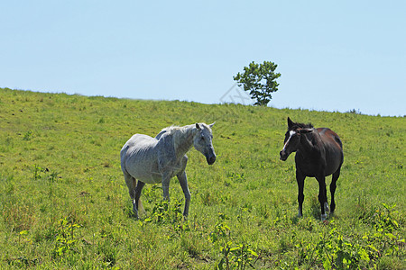 马和马训练牧场绿色植物天空农场棕色板栗绿色野兽哺乳动物图片