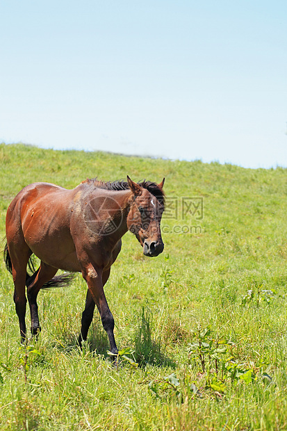 马和马场地蓝色板栗动物群植被野兽牧场农场赛马棕色图片