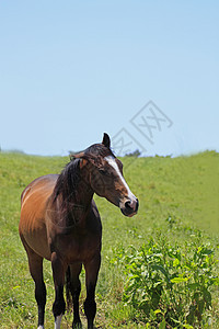 马和马动物群野生动物哺乳动物野兽蓝色绿色赛马绿色植物棕色天空图片