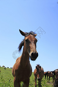 马和马植物群天空板栗训练农场植被良种赛马趣味哺乳动物图片