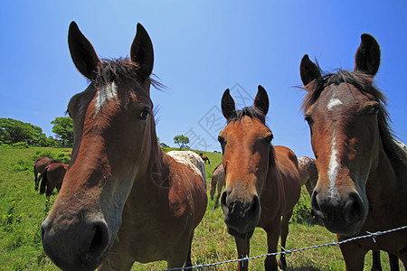 马和马场地蓝色板栗动物群植物群哺乳动物绿色野兽牧场训练图片