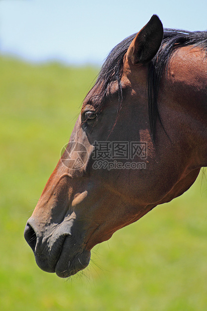 马和马野生动物黑色天空场地板栗蓝色哺乳动物农场植被绿色图片