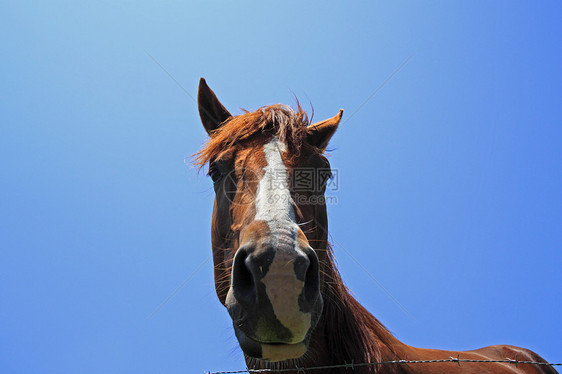 马和马绿色植物棕色天空趣味牧场良种黑色赛马哺乳动物植被图片