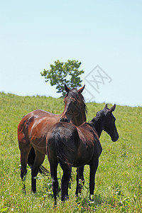 马和马趣味板栗绿色植被植物群良种农场场地棕色训练图片