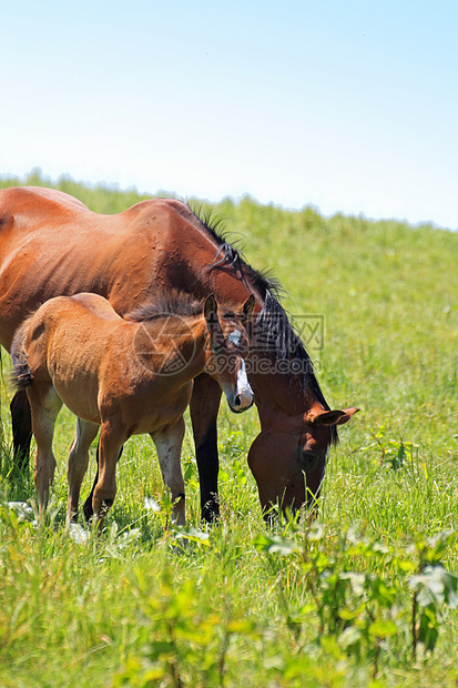 马和马黑色趣味牧场绿色天空农场野生动物植物群场地植被图片