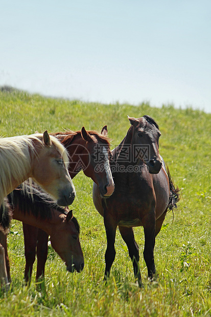 马和马训练野生动物场地棕色野兽黑色动物群蓝色赛马绿色植物图片