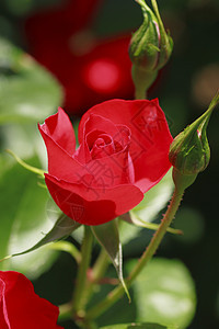 在花园中美丽的玫瑰花粉绿色园艺植物红色树叶图片