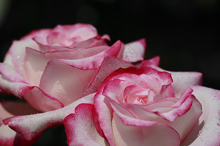 在花园中美丽的玫瑰花粉园艺红色树叶植物亲王绿色图片