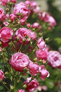 在花园中美丽的玫瑰花粉粉色植物绿色园艺树叶红色图片