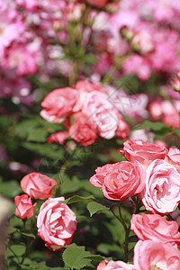 在花园中美丽的玫瑰园艺树叶红色花粉植物绿色背景图片