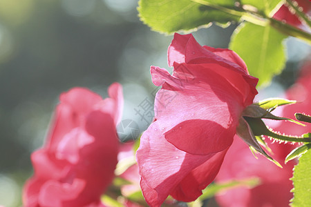 在花园中美丽的玫瑰红色绿色植物花粉园艺树叶图片
