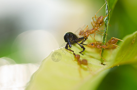 绿色性质的红蚂蚁团队合作工人橙子水平损害野生动物生物漏洞红色昆虫宏观图片