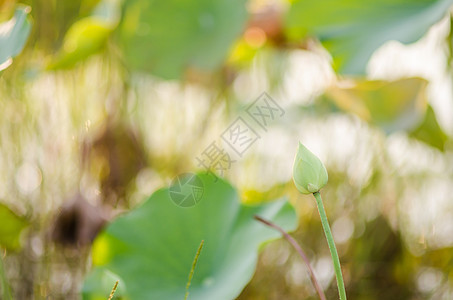 湖中的莲花图片