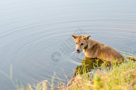 狗在湖中舌头宠物棕色情感鼻子眼睛朋友毛皮动物犬类图片