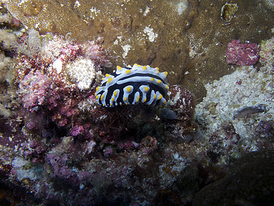 Nudibranch (花生植物)背景图片