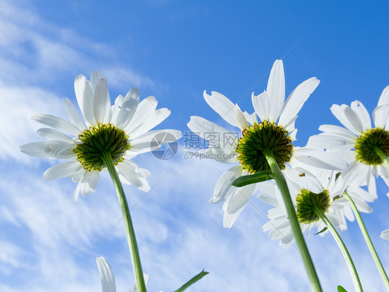 近距离拍摄的白菊花 从下面雏菊植物植物群野花蓝色天空花瓣生长园艺阳光图片