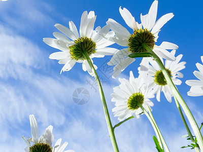 近距离拍摄的白菊花 从下面野花低角度植物群园艺生长天空花园雏菊植物花瓣图片