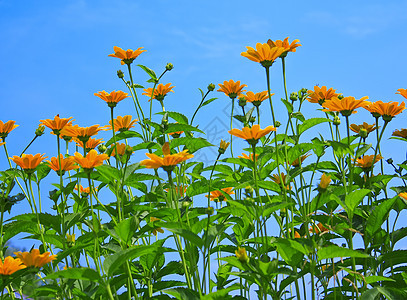 美丽的野花场地草地天空植物阳光晴天公园风景生长橙子图片