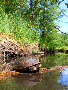 白金海龟在日志上敲打植被野生动物生活荒野反射疱疹动物群森林溪流生态图片