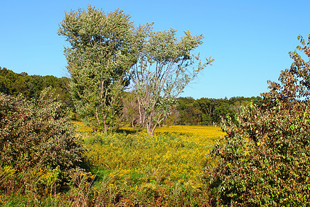 城堡岩州公园帕蕊栖息地植被植物荒野场地野花草原风景花朵环境图片