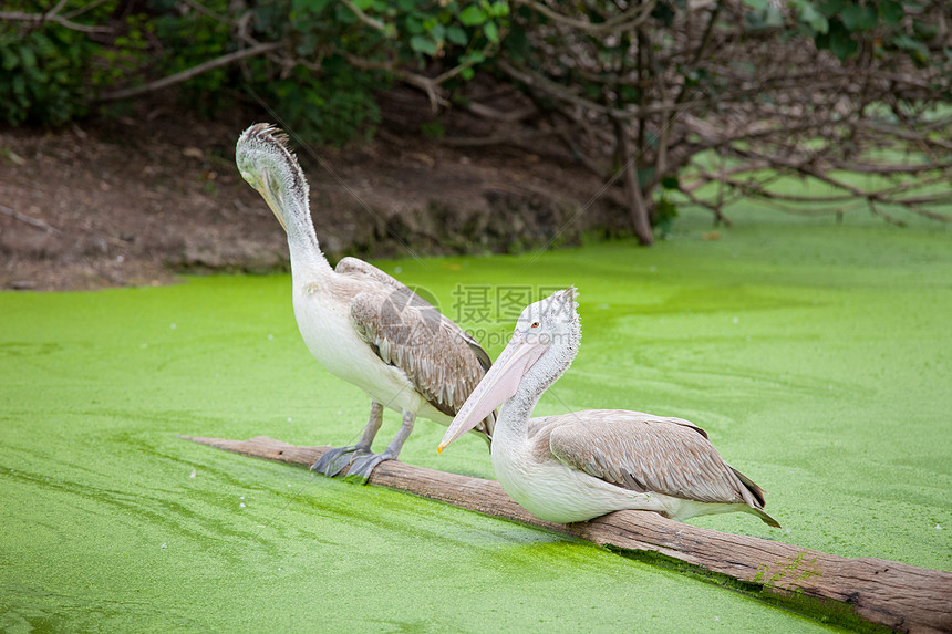 一个雄伟的达尔马提亚粉色栖息地脆皮鸟类生活羽毛荒野棕色沼泽白色图片