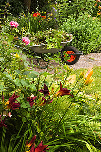 夏季花园 配有鲜花和手推车活动后院小路院子打扫修剪杂草小径生长植物图片