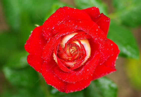 红玫瑰生长叶子环境飞沫玫瑰植物水分宏观花瓣液体图片