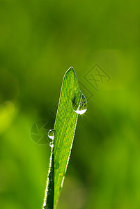 露水下降花园绿色草地液体环境生长树叶雨滴草本植物植物图片