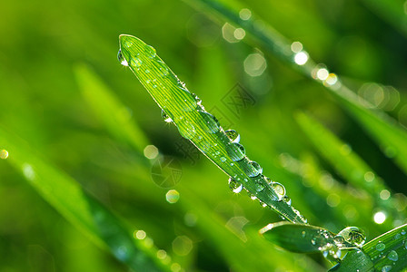 草地上滴水花园生长植物宏观液体树叶草本植物环境绿色雨滴图片