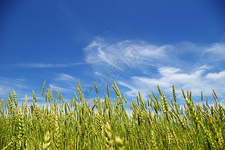有蓝天的玉米生产绿色生长粮食蓝色场地稻草种子收成农民图片