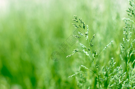 草气泡圆圈植物镜片森林草地阳光树叶叶子季节图片