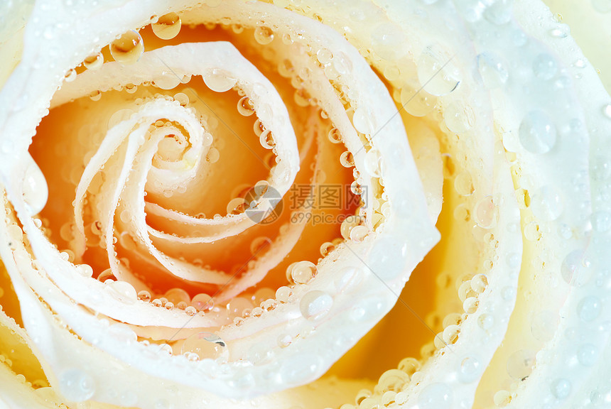 带有玫瑰的滴子花瓣液体生长叶子水分宏观飞沫环境图片
