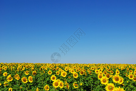 向向向外字段农场地球天空乡村场景场地草地生长向日葵叶子图片