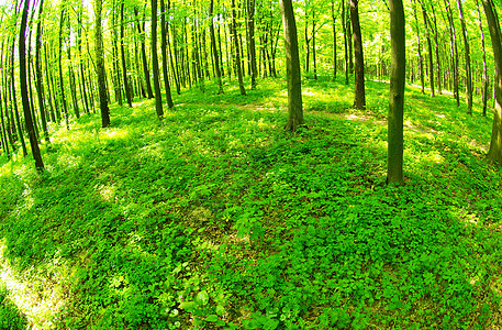 森林小路太阳树木阳光阴影绿色薄雾林地日出背景图片