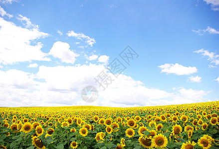 向向向外字段国家乡村草地种植园天空活力场景植物向日葵文化图片