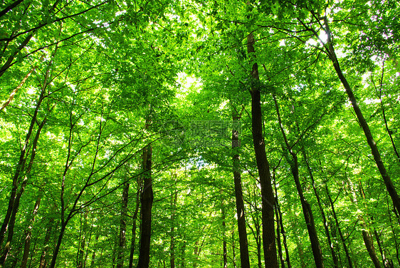 森林公园阳光生态床单天堂环境绿色植物图片