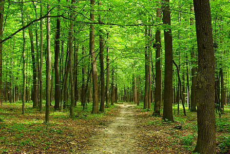 森林公园环境绿色植物阳光床单天堂生态图片