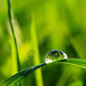 草地上滴水绿色雨滴液体植物草本植物生长花园宏观环境树叶图片