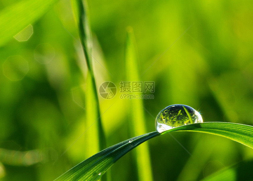 草地上滴水液体花园水滴生长环境雨滴植物宏观树叶绿色图片