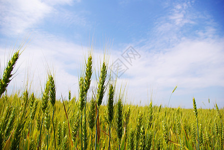 字段面包收成生产农场稻草尖刺粮食蓝色植物小麦图片